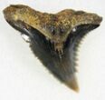 Colorful Hemipristis Serra Tooth - Maryland #26714-1